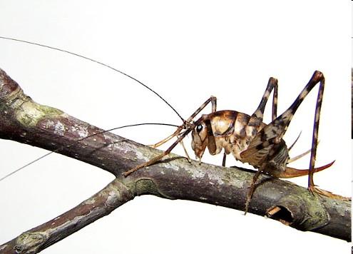 Schenková Tettigonioidea kobylky křídla ukládána střechovitě