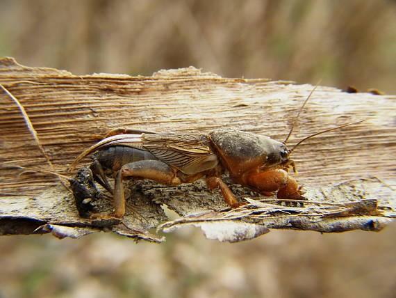 Gryllus campestris Gryllotalpa gryllotalpa Gryllacridoidea