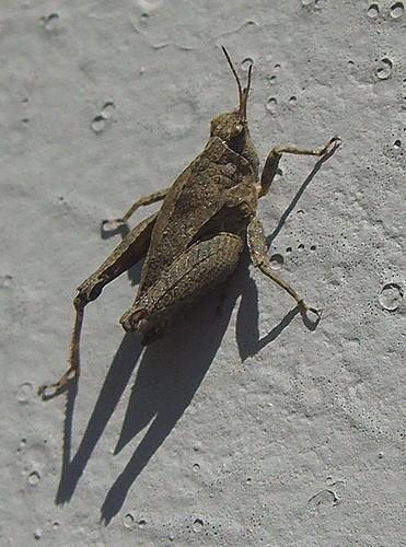 Fylogeneze Fylogeneze a diverzita a diverzita bezobratlých bezobratlých 11. 11. cvičení Schenková J.