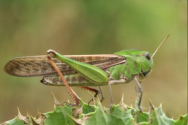 pouze fytofágové Locusta migratoria saranče stěhovavá Acridioidea saranče teplomilné druhy kýlovitá