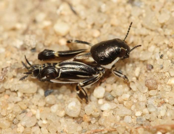 Tetrix sp.