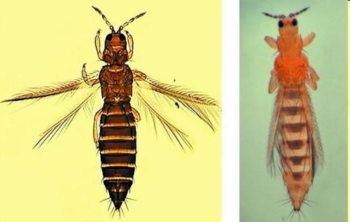 Thysanoptera třásněnky Thrips sp.