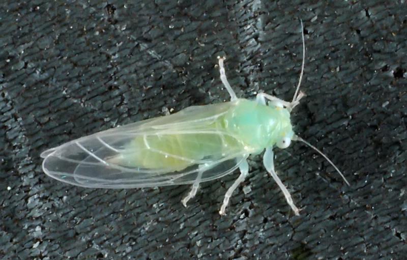 jabloňová Cacopsylla mali Aleyrodoidea molice tělo pokryto voskovým