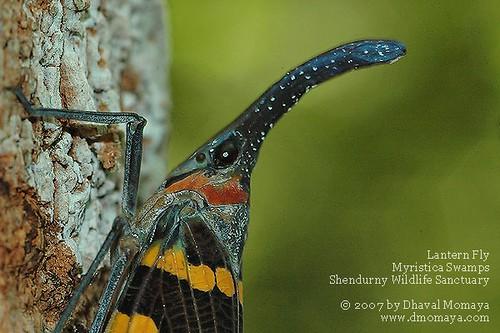 Cicadomorpha cikády krátká tykadla křídla