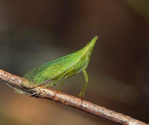 skupiny svítilky (Fulgoridae), které mají