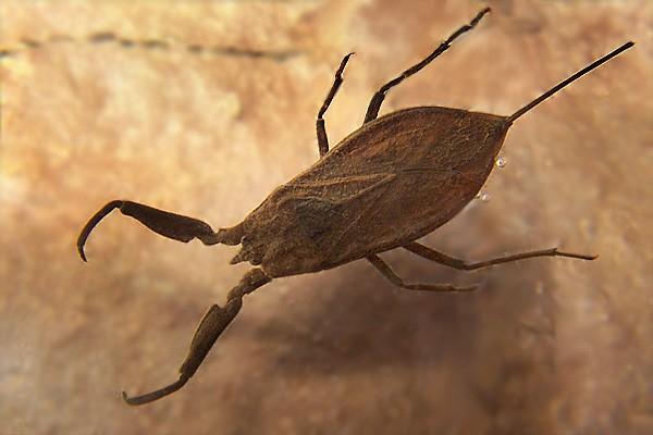 Heteroptera - ploštice bodavě savé ústní orgány směřují dopředu,