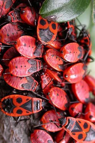 Triatoma Pyrrhocoris apterus Pentatomomorpha