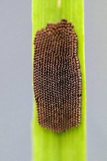 ekologicky kukla volná (pupa exarata) a kukla krytá (pupa