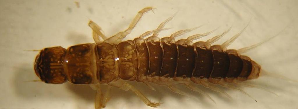 blanitá křídla s výraznou žilnatinou skládají střechovitě larvy