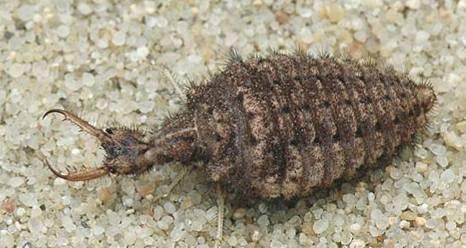 obecná Myrmeleon formicarius mravkolev běžný