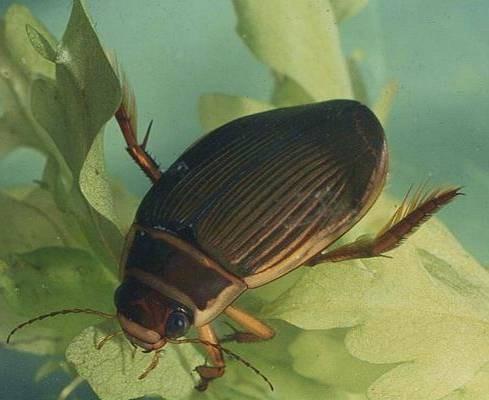 dopředu, nelétají, dlouhé nohy larva Dytiscus