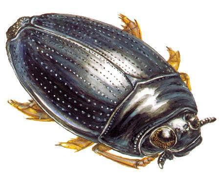 čočkovitého tvaru, dobří plavci i letci Gyrinidae