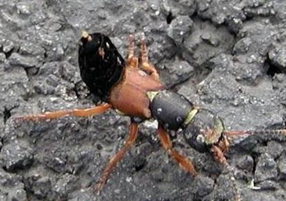 hrobařík - nekrofágní Staphylinidae