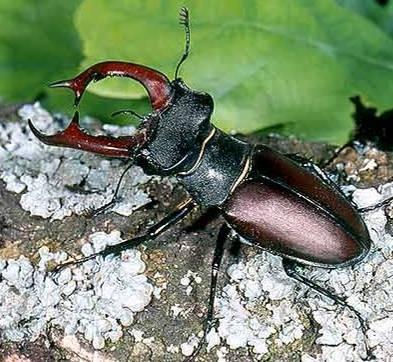 půl zadečku Lucanidae (roháčovití) Lucanus