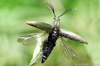 vějířovitými tykadly Elateridae (kovaříkovití)