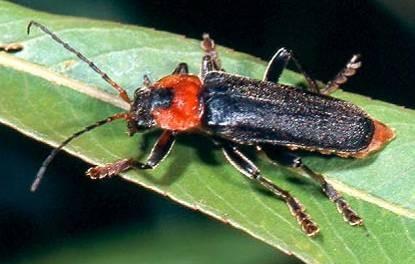 Cantharidae (páteříčkovití) Cantharis
