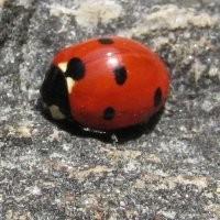 Coccinella septempunctata slunéčko