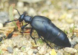 (potemníkovití) Tenebrio molitor