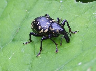 dlouhá tykadla Chrysomelidae