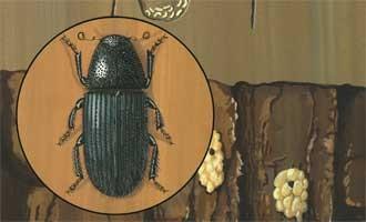 mandelinka Curculionidae (nosatcovití)