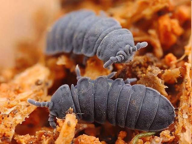 Collembola - chvostoskoci půdní, na vegetaci, na vodě, na sněhu - vyšší vlhkost vzduchu, saprofágové epigeické druhy: pestře