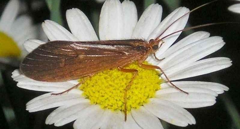 Mecoptera srpice hlava zobáčkovitě protažená, kousací ústní