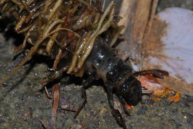 Trichoptera chrostíci křídla pokrytá chloupky, střechovitě