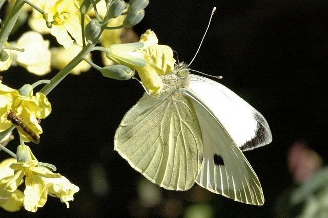Lepidoptera motýli V. - VI.
