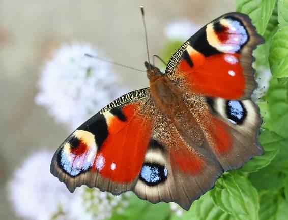 (běláskovití) Pieris brassicae bělásek zelný Lycaenidae