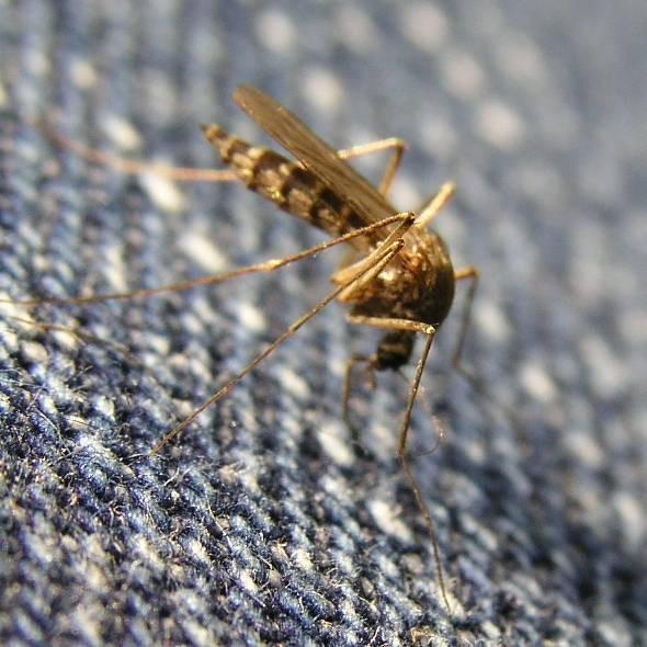 Nematocera - dlouhorozí tykadla více než 6ti článková dlouhé končetiny komárovitý vzhled Tipulidae