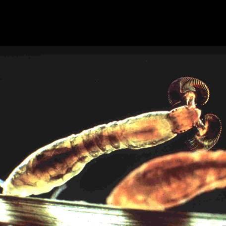 larva Simuliidae