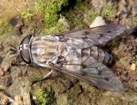 Brachycera (krátkorozí) krátká