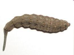 Asilus Stratiomyidae (bráněnkovití)