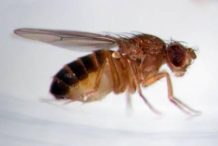 Drosophilidae (octomilkovití) larvy na