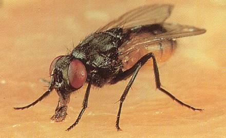 Muscidae (mouchovití) larvy na rozkládajících