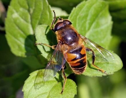 materiálech, Musca domestica Syrphidae