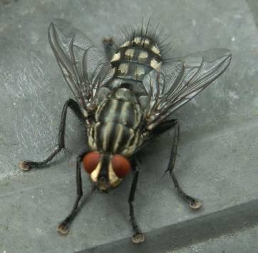 blanokřídlé, Eristalis tenax včelice turbcová