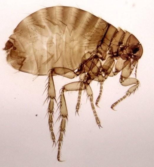 Siphonaptera blechy hematofágní parazité ptáků a savců bodavě savé ústní orgány zadní nohy skákací Pulex irritans blecha obecná Hymenoptera blanokřídlí VII.