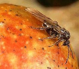 Apocrita - štíhlopasí Ichneumonidae (lumkovití)