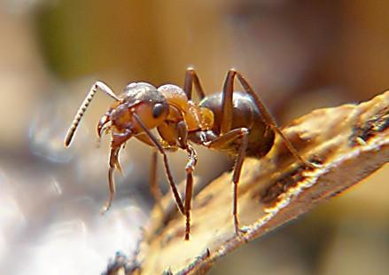 hálek Formicidae (mravencovití) společenský,