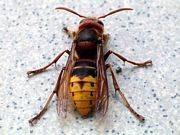 Apidae (včelovití) tělo zavalité a huňaté, na