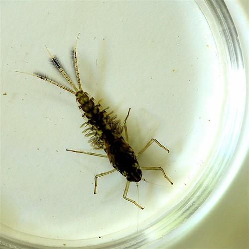 Pterygota - křídlatí u dospělců vytvořeny primárně 2 páry křídel, druhotně ale mohou být pozměněná, redukovaná, zkrácená (brachypterie) či může