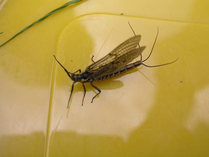 vážky Ephemeroptera - jepice I.