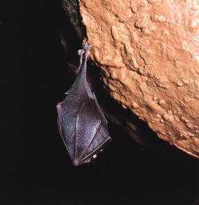 vrápenec mal (Rhinolophus hipposideros) roz ífiení: Západní ãást palearktické oblasti. Tento druh je roz ífien v celé západní, stfiední a jiïní Evropû.