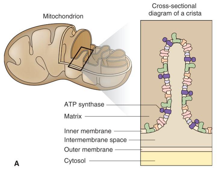 Mitochondrie - dvojitá membrána 12 Vnější membrána obsahuje enzymy; vysoce permeabilní; poriny proteinové komplexy vytvářející vodní kanály transport iontů a malých molekul Vnitřní membrána obklopuje