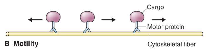 cytoplazmy a zakotvených proteinů 2) Pohyb