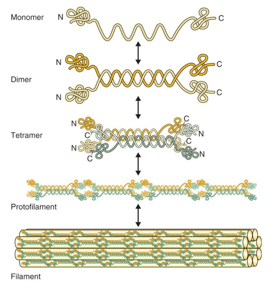 Struktura cytoskeletu síť bílkovinných vláken prostupující cytozolem 15 3 typy cytoskeletárních filament: - Střední (intermediální) filamenta - Aktinová filamenta (mikrofilamenta) - Mikrotubuly