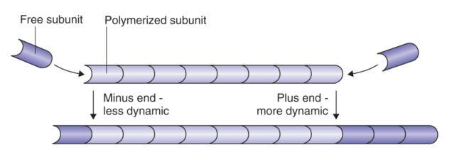 Polarita polymeru každý konec má různé biochemické vlastnosti => každý konec má jinou rychlostní konstantu + konec = dynamičtější ; -