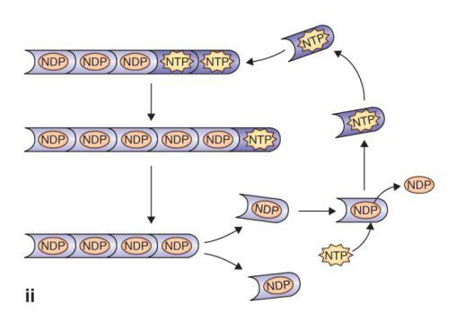 Vytváření aktinových filament a mikrotubul vyžaduje vazbu a hydrolýzu NTP (nukleosid trifosfátu) příslušnými proteinovými podjednotkami.