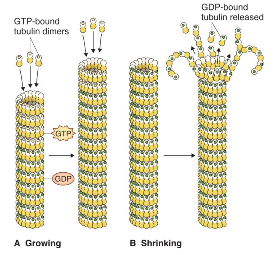 Hydrolýza nukleotidů v mikrotubulech může vést k chování nazývanému dynamická nestabilita. 20 Energie uvolněná hydrolýzou GTP zvyšuje rychlost depolymerizace.